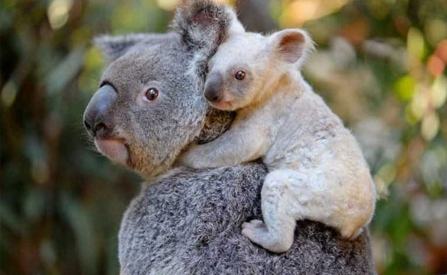Rare White Koala Born At Australian Zoo. See The Adorable Pics