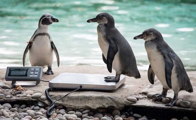 Just 10 Adorable Animal Pictures From London Zoo's Annual Weigh-In