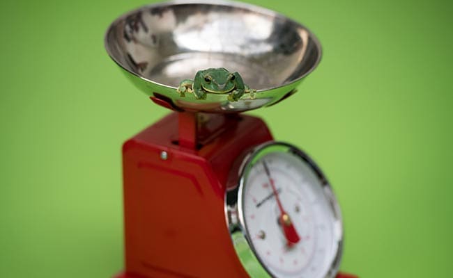 london zoo weigh in