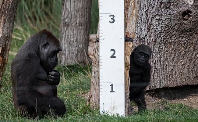 london zoo weigh in