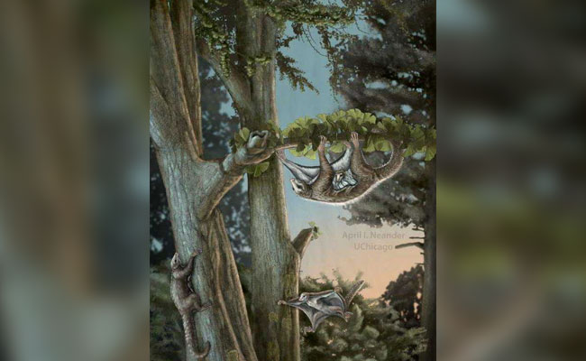 It's A Bird. It's A Plane. It's A Jurassic Mammal!