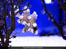How Rise In Ocean Temperatures Is Threatening Marine Life How Rise In Ocean Temperatures Is Threatening Marine Life