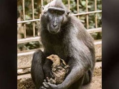 Loveless Monkey Adopts Chicken At Israeli Zoo. See Adorable Pics