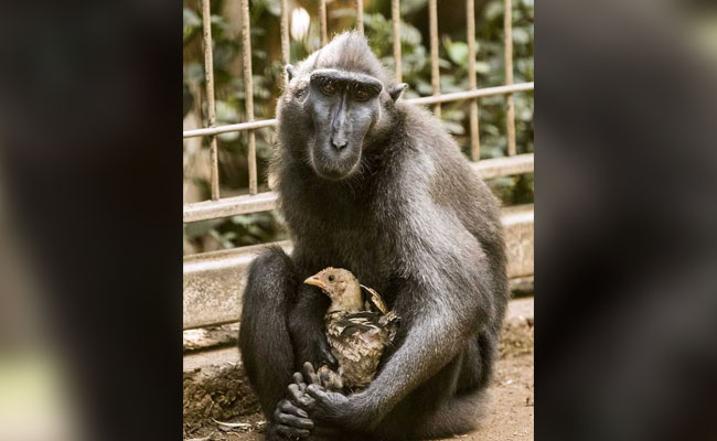 Loveless Monkey Adopts Chicken At Israeli Zoo. See Adorable Pics