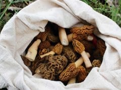 Why Wild Guchchi from the Himalayas is one of the Most Expensive Mushrooms Why Wild Guchchi from the Himalayas is one of the Most Expensive Mushrooms