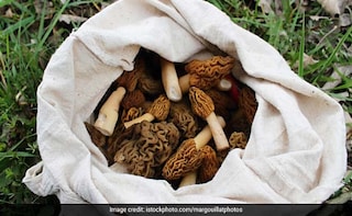 Why Wild Guchchi from the Himalayas is one of the Most Expensive Mushrooms