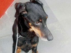 Mumbai Police Dog Dying Of Cancer Separated From Handler