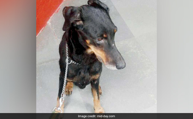 Mumbai Police Dog Dying Of Cancer Separated From Handler