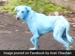 Dogs Turn Blue In Navi Mumbai, Find Out Why
