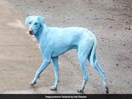 Dogs Turn Blue In Mumbai Suburb. It Could Be The Water Dogs Turn Blue In Mumbai Suburb. It Could Be The Water