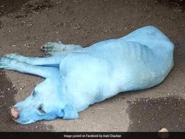 Dogs Turn Blue In Navi Mumbai, Find Out Why Dogs Turn Blue In Navi Mumbai, Find Out Why
