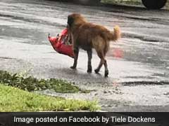 Very Smart Dog Carries Bag Of Food During Hurricane, Goes Viral