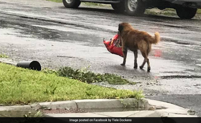 Very Smart Dog Carries Bag Of Food During Hurricane, Goes Viral