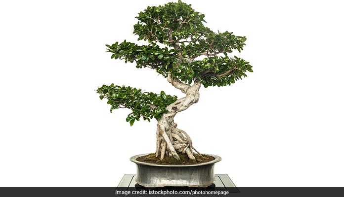 Purify The Air Inside Your House With These Plants: It's That Simple