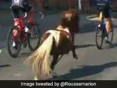 Watch: Pony Gatecrashes Cycling Race And Twitter Is Really Excited