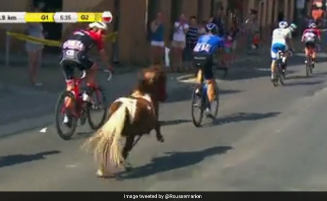 Watch: Pony Gatecrashes Cycling Race And Twitter Is Really Excited