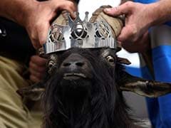 In Remote Irish Town, Goat To Be Crowned King. For A Few Days