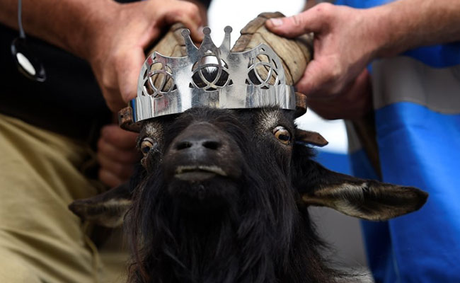 In Remote Irish Town, Goat To Be Crowned King. For A Few Days