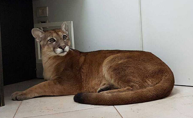 Watch: Employees Enter Office, Find Roaring Puma Under Desk