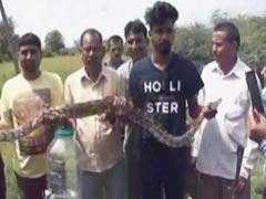 Watch: 7-Foot Python Spotted In Gujarat Village, Rescued