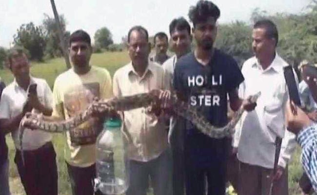 Watch: 7-Foot Python Spotted In Gujarat Village, Rescued