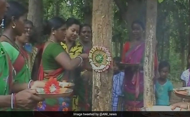 Rakhi 2017: In UP, Jharkhand, People Tie Rakhis To Trees, Pledge To Protect Them