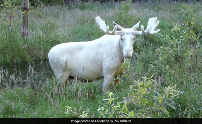 A Rare And Elusive White Moose Has Finally Been Captured On Video