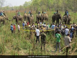 Swept Away During Floods, Nepal Brings Back 4 Rhinos Swept Away During Floods, Nepal Brings Back 4 Rhinos