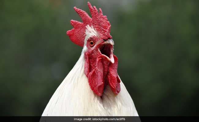Woman's Hilarious Ad For 'Inconsiderate Jerk' Rooster Is Crazy Viral