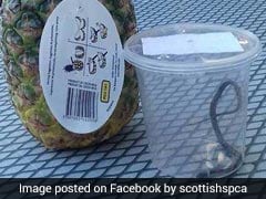 Snake Hitches Ride On Pineapple From Costa Rica To UK, Found By Horrified Man