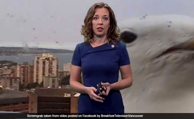 Watch: 'Giant' Seagull Interrupts TV Broadcast... Twice