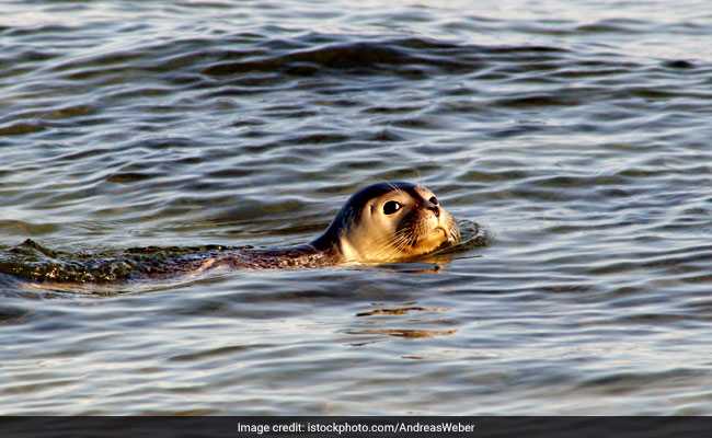 Adorable Seal Does The Sweetest Thing When Family Feeds It Fish