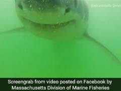 Shark Attacks Underwater Camera. Video Will Give You Goosebumps