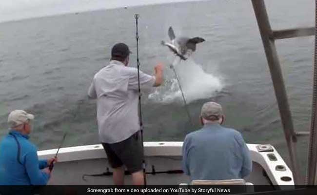 Video: Shark Leaps Out Of Water To Steal Fish. Twice