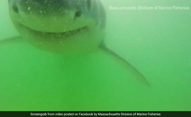 Shark Attacks Underwater Camera. Video Will Give You Goosebumps