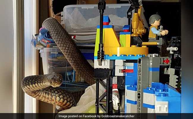 Mom Finds Poisonous Snake Slithering On Son's Lego Tower, Calls For Help