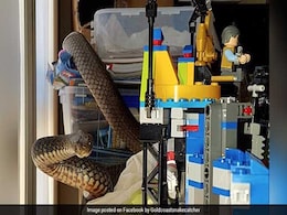 Mom Finds Poisonous Snake Slithering On Son's Lego Tower, Calls For Help Mom Finds Poisonous Snake Slithering On Son's Lego Tower, Calls For Help