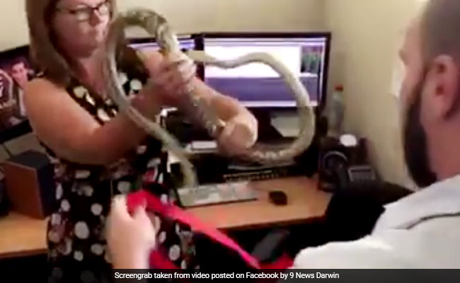 This Just In: Snake Found In Newsroom. Watch What Employees Did Next