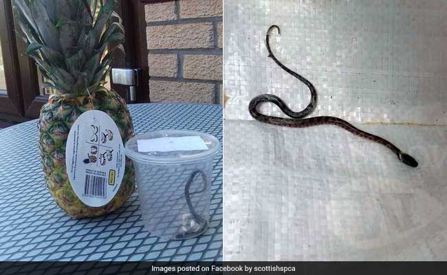 Snake Hitches Ride On Pineapple From Costa Rica To UK, Found By Horrified Man