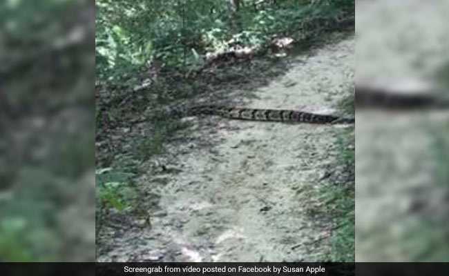 Hiker's Close Encounter With Snake Is Viral. Over 5,500 Shares So Far