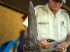 South Africa's First Online Rhino Horn Auction Set To Open
