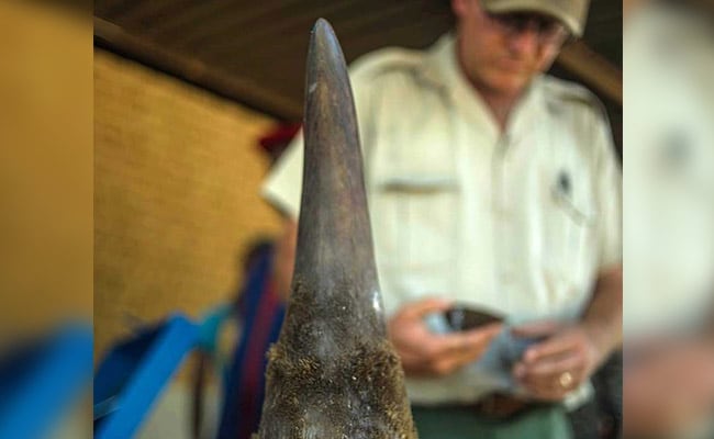 South Africa's First Online Rhino Horn Auction Set To Open