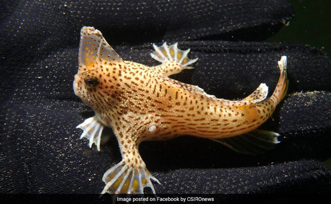 Beer Bottles May Help Save These Endangered Fish From Extinction