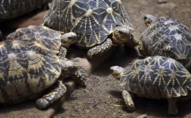 97 Smuggled Star Tortoises To Be Brought Back To India