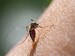 Home Remedies For Malaria: मलेरिया से छुटकारा पाने के लिए 6 प्रभावी घरेलू उपचार और बचाव के तरीके
