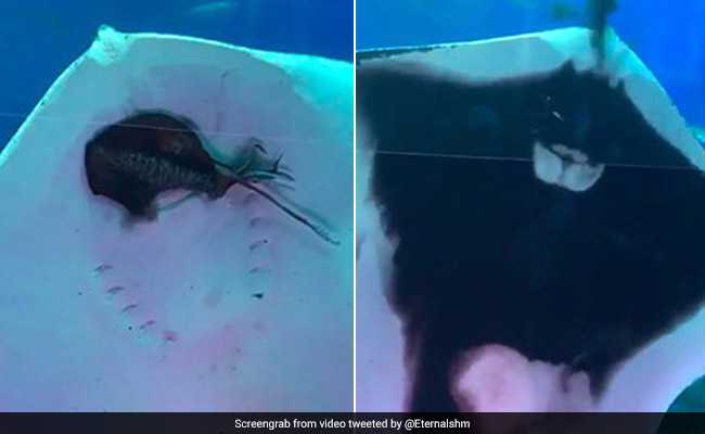 Viral: Stingray Devours Squid In Aquarium As Visitors Watch In Horror