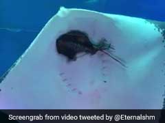 Viral: Stingray Devours Squid In Aquarium As Visitors Watch In Horror