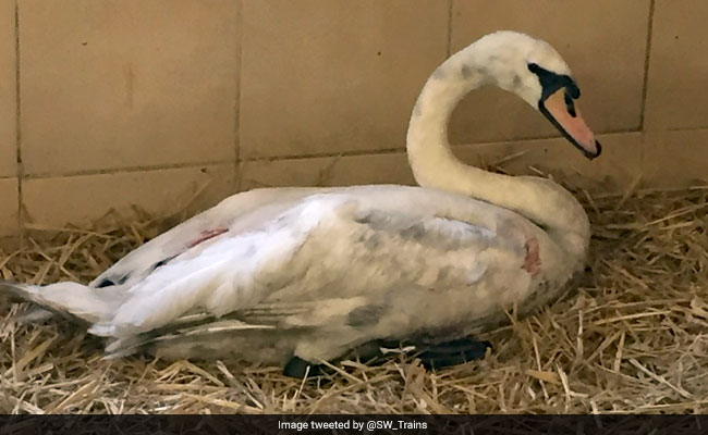 Swan On Train Tracks Leaves London Commuters In A Flap