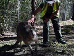 At This Prison, Inmates Give Injured Animals Second Chance To Life