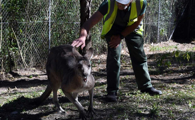 At This Prison, Inmates Give Injured Animals Second Chance To Life